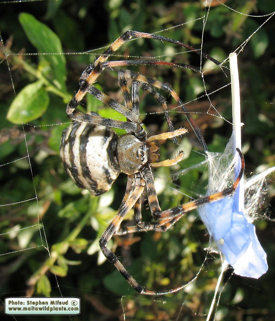 Argiope lobata (Lobed Argiope). This page is part of www.MaltaWildPlants.com website by Stephen Mifsud, Malta