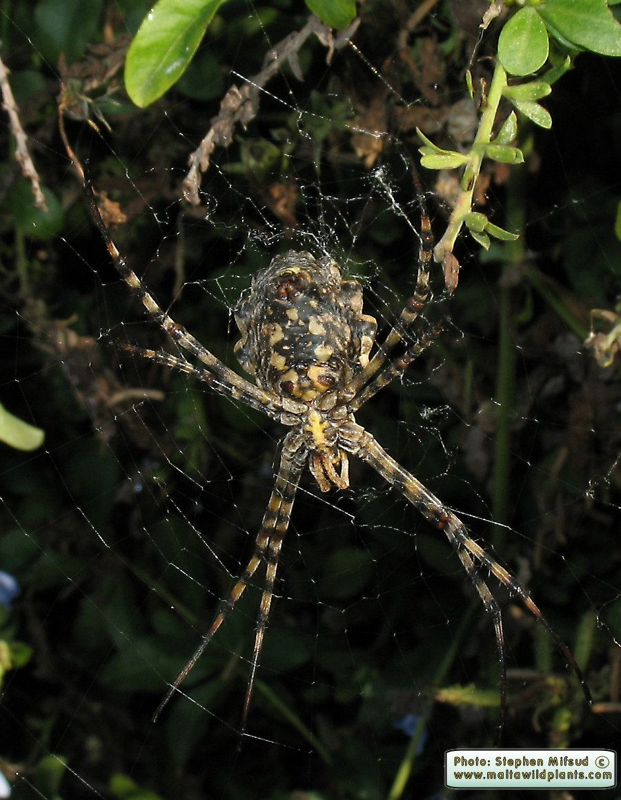 Argiope lobata (Lobed Argiope). This page is part of www.MaltaWildPlants.com website by Stephen Mifsud, Malta