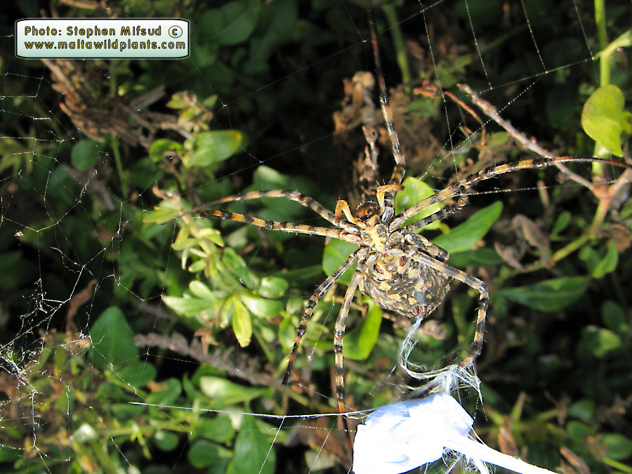 Argiope lobata (Lobed Argiope). This page is part of www.MaltaWildPlants.com website by Stephen Mifsud, Malta
