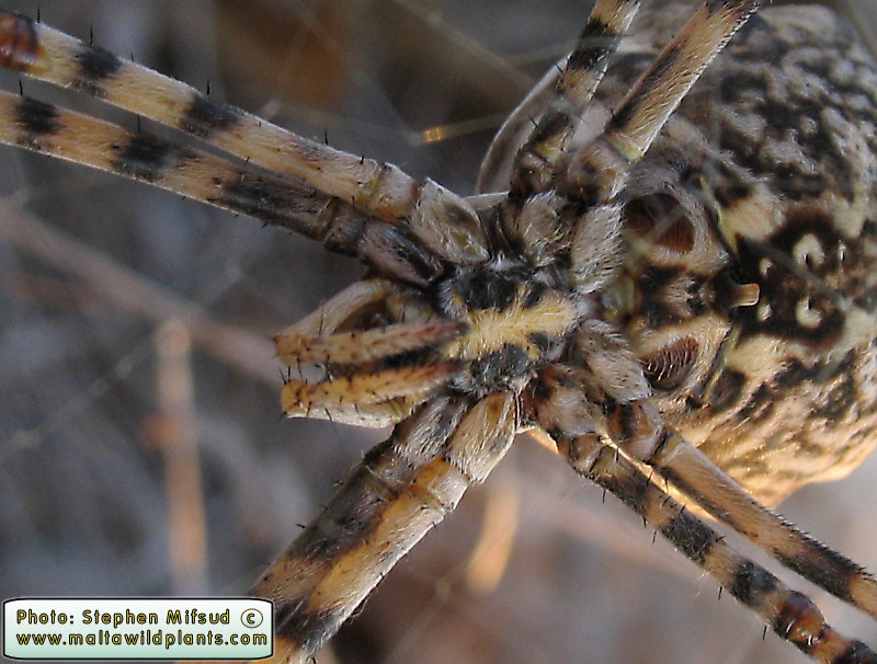 Argiope lobata (Lobed Argiope). This page is part of www.MaltaWildPlants.com website by Stephen Mifsud, Malta