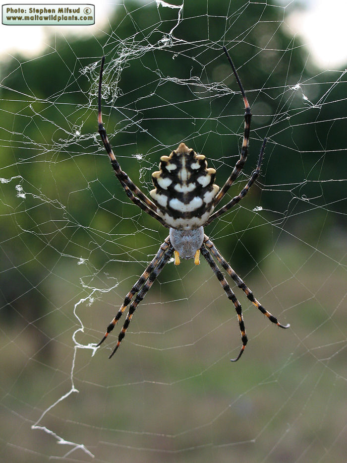Argiope lobata (Lobed Argiope). This page is part of www.MaltaWildPlants.com website by Stephen Mifsud, Malta