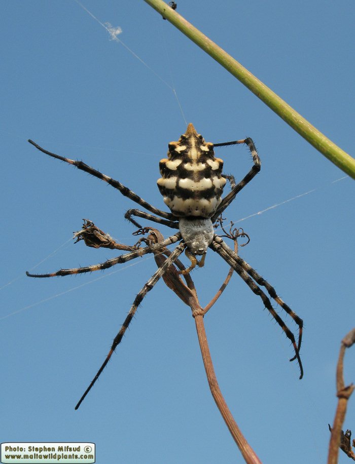 Argiope lobata (Lobed Argiope). This page is part of www.MaltaWildPlants.com website by Stephen Mifsud, Malta
