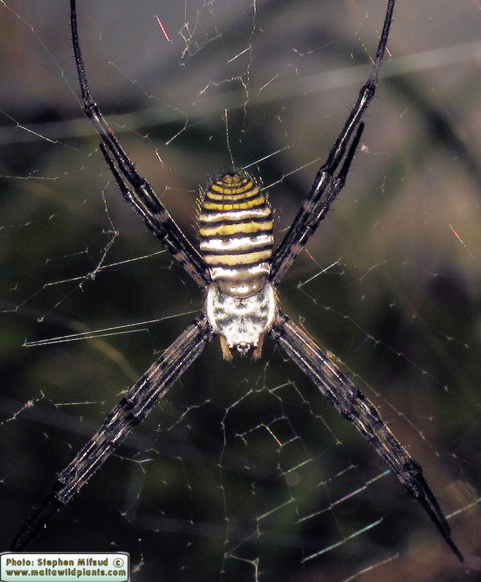 Argiope trifasciata (Banded Argiope). This page is part of www.MaltaWildPlants.com website by Stephen Mifsud, Malta