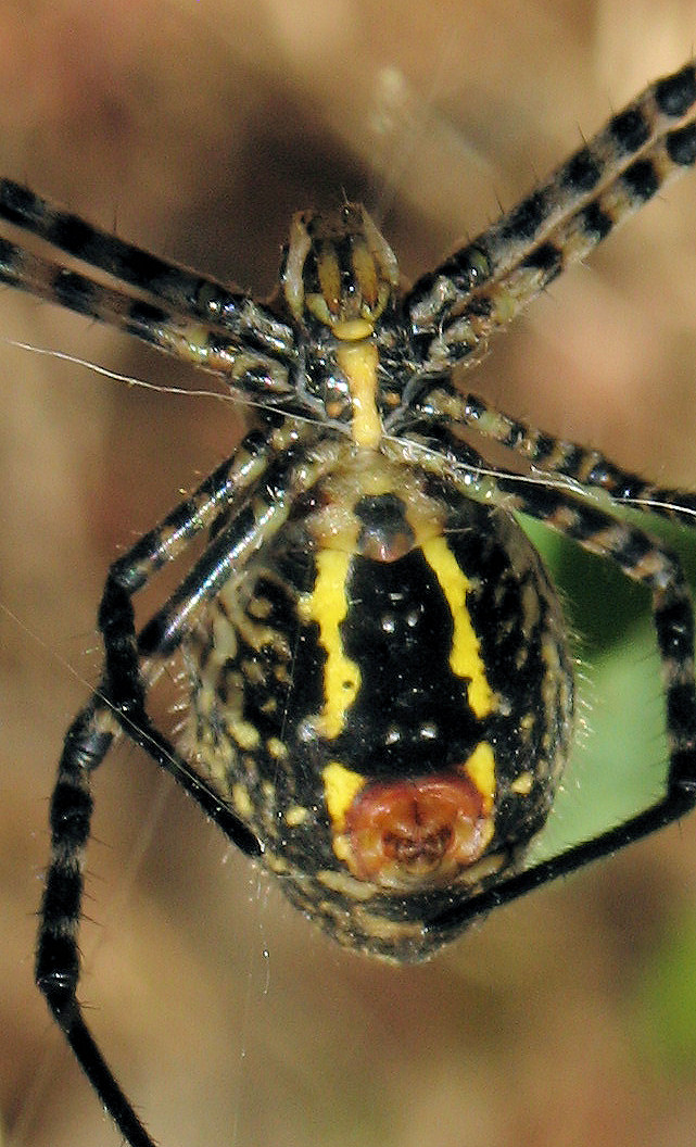 Argiope trifasciata (Banded Argiope). This page is part of www.MaltaWildPlants.com website by Stephen Mifsud, Malta