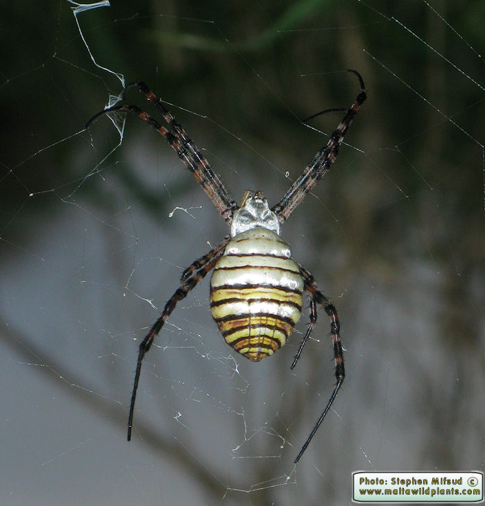 Argiope trifasciata (Banded Argiope). This page is part of www.MaltaWildPlants.com website by Stephen Mifsud, Malta