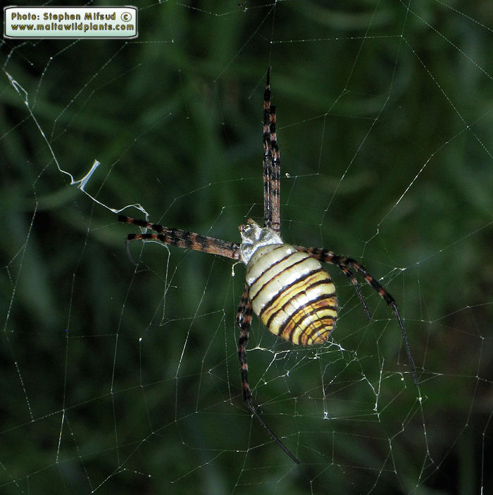 Argiope trifasciata (Banded Argiope). This page is part of www.MaltaWildPlants.com website by Stephen Mifsud, Malta
