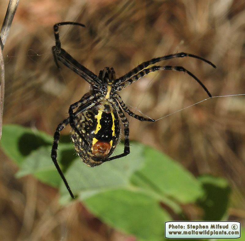 Argiope trifasciata (Banded Argiope). This page is part of www.MaltaWildPlants.com website by Stephen Mifsud, Malta