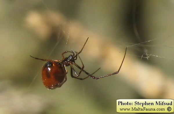 Argyrodes argyrodes (Dewdrop Spider). This page is part of www.MaltaWildPlants.com website by Stephen Mifsud, Malta
