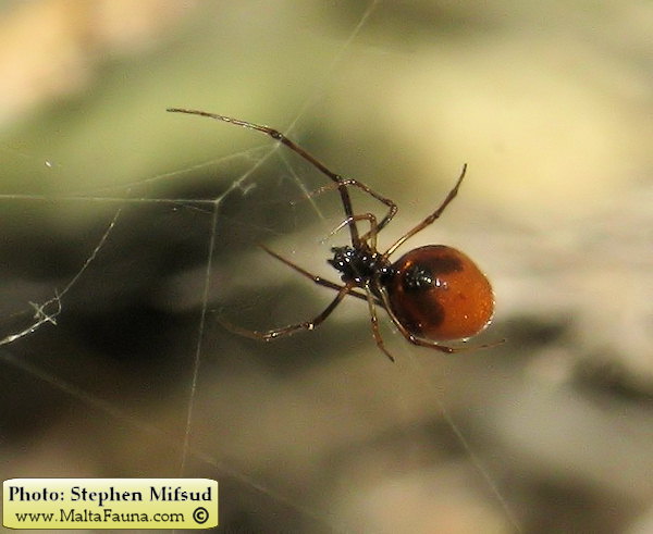 Argyrodes argyrodes (Dewdrop Spider). This page is part of www.MaltaWildPlants.com website by Stephen Mifsud, Malta