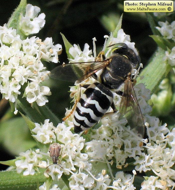 Bembix oculata (Sand Wasp). This page is part of www.MaltaWildPlants.com website by Stephen Mifsud, Malta