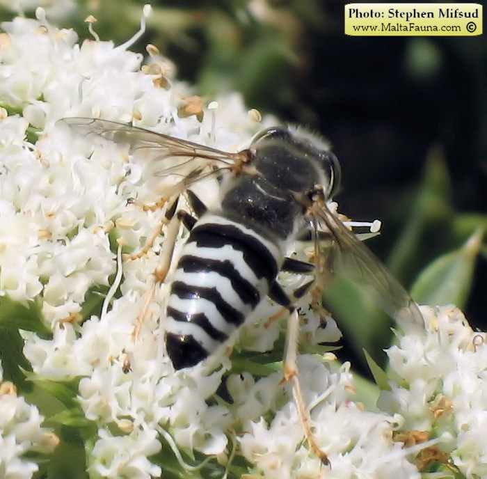 Bembix oculata (Sand Wasp). This page is part of www.MaltaWildPlants.com website by Stephen Mifsud, Malta