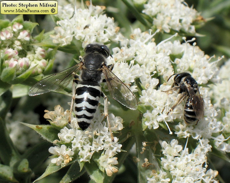 Bembix oculata (Sand Wasp). This page is part of www.MaltaWildPlants.com website by Stephen Mifsud, Malta