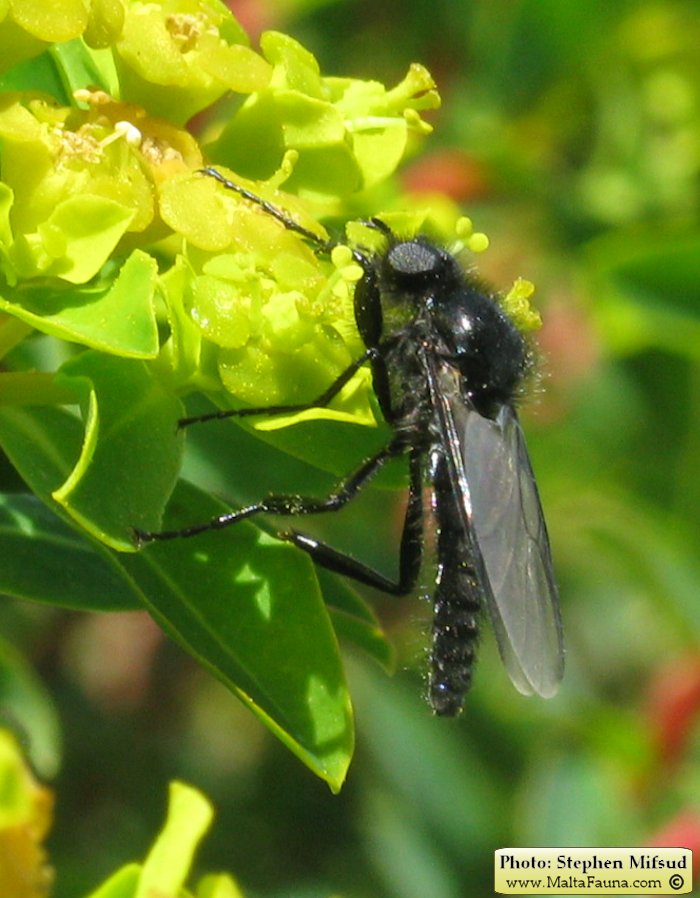 Bibio sp. (March fly). This page is part of www.MaltaWildPlants.com website by Stephen Mifsud, Malta