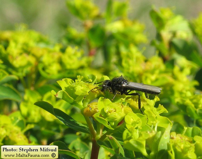 Bibio sp. (March fly). This page is part of www.MaltaWildPlants.com website by Stephen Mifsud, Malta