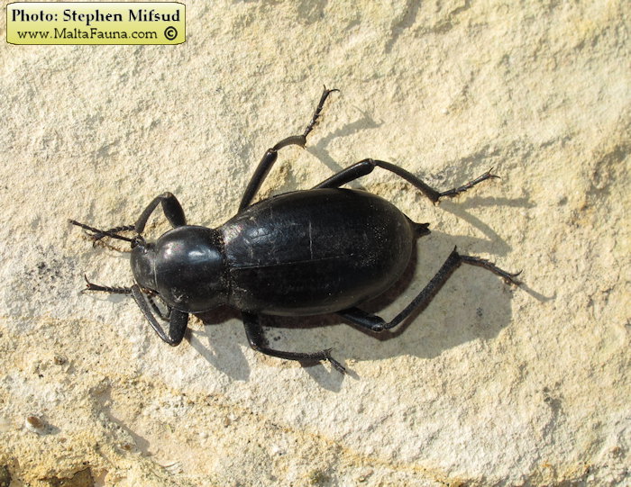 Blaps gigas (Churchyard Beetle). This page is part of www.MaltaWildPlants.com website by Stephen Mifsud, Malta