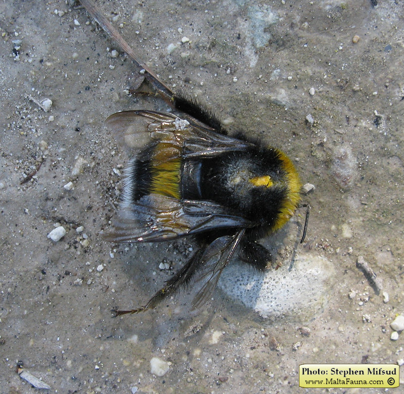 Bombus terrestris (Buff-tailed bumblebee ). This page is part of www.MaltaWildPlants.com website by Stephen Mifsud, Malta