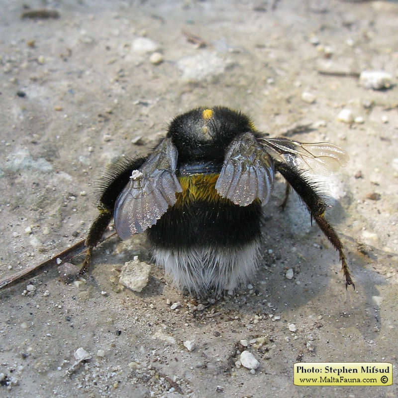 Bombus terrestris (Buff-tailed bumblebee ). This page is part of www.MaltaWildPlants.com website by Stephen Mifsud, Malta