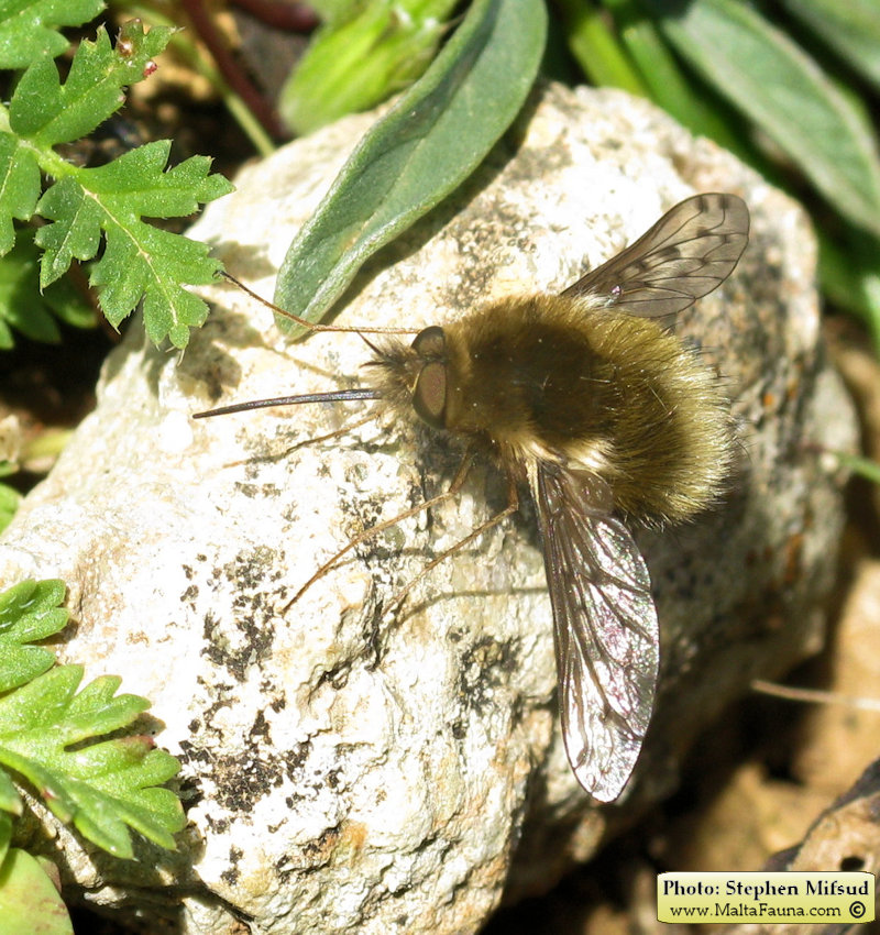 Bombylius medius (). This page is part of www.MaltaWildPlants.com website by Stephen Mifsud, Malta
