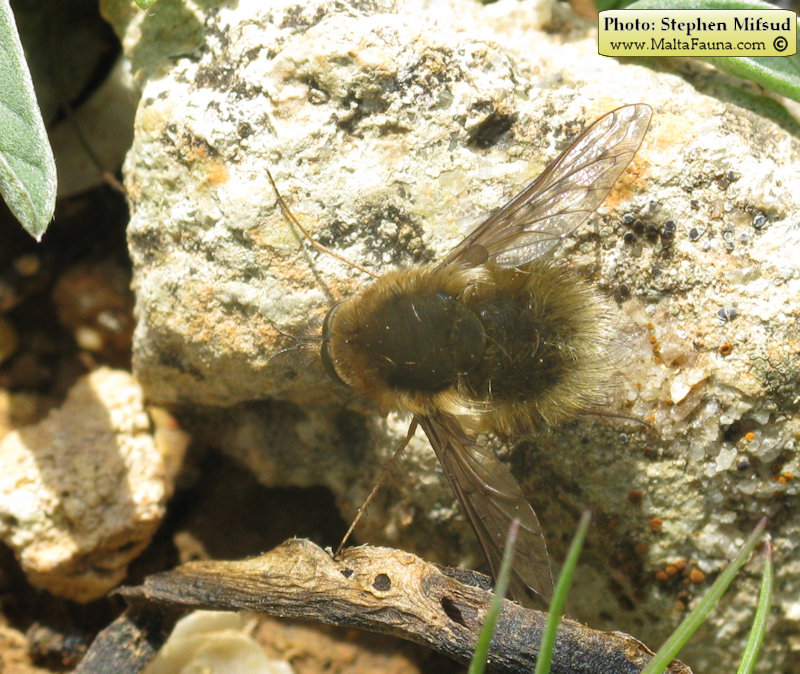 Bombylius medius (). This page is part of www.MaltaWildPlants.com website by Stephen Mifsud, Malta