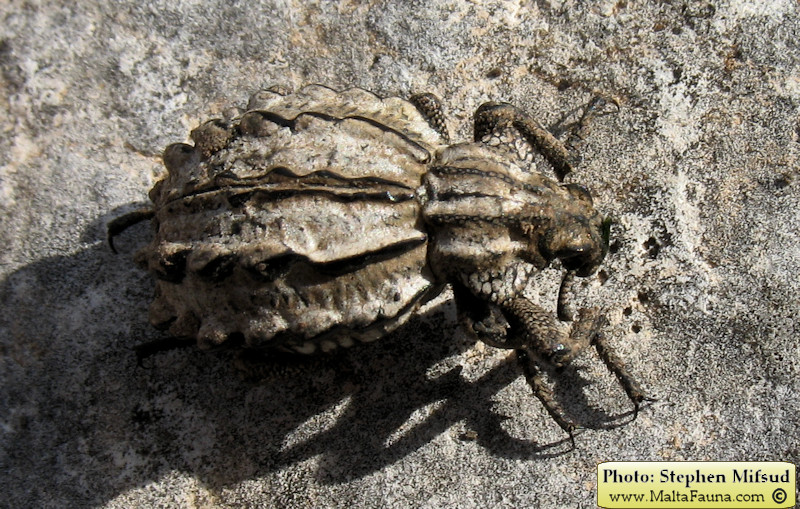 Brachycerus albidentatus (Onion Weevil). This page is part of www.MaltaWildPlants.com website by Stephen Mifsud, Malta