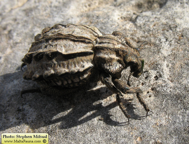 Brachycerus albidentatus (Onion Weevil). This page is part of www.MaltaWildPlants.com website by Stephen Mifsud, Malta