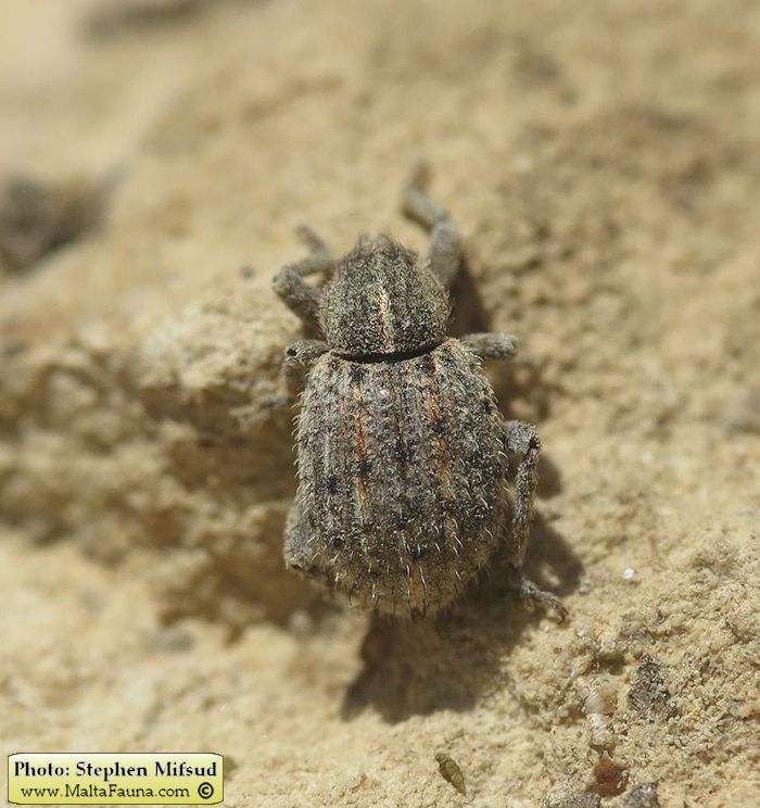 Brachypera crinita (English name not known). This page is part of www.MaltaWildPlants.com website by Stephen Mifsud, Malta