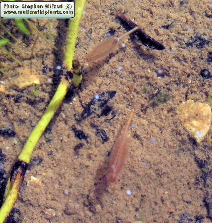 Branchipus schaefferi (Fairy Shrimp). This page is part of www.MaltaWildPlants.com website by Stephen Mifsud, Malta