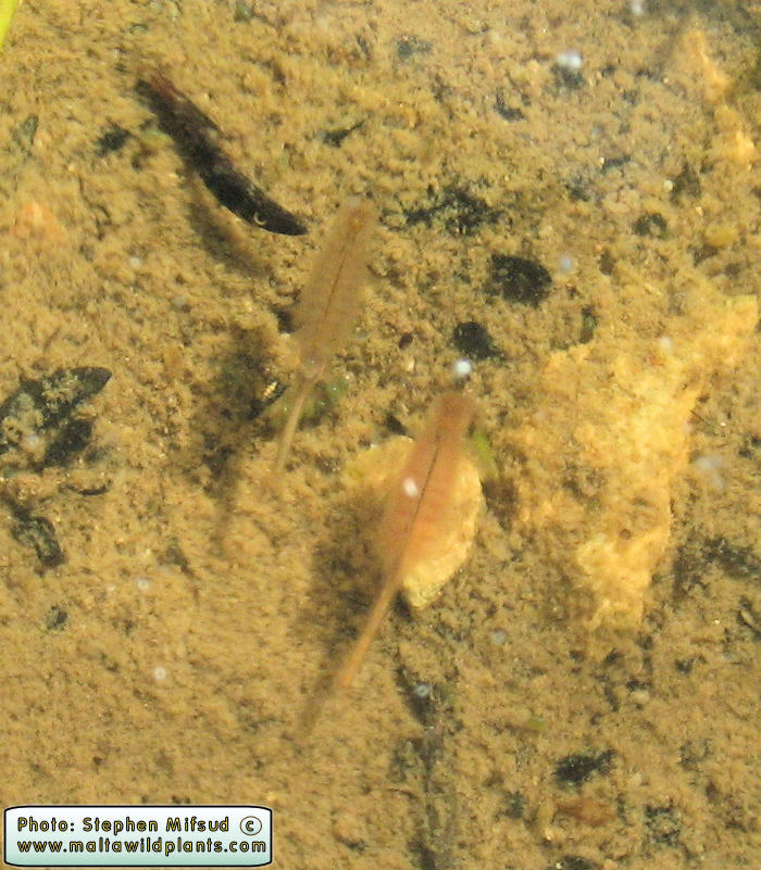 Branchipus schaefferi (Fairy Shrimp). This page is part of www.MaltaWildPlants.com website by Stephen Mifsud, Malta