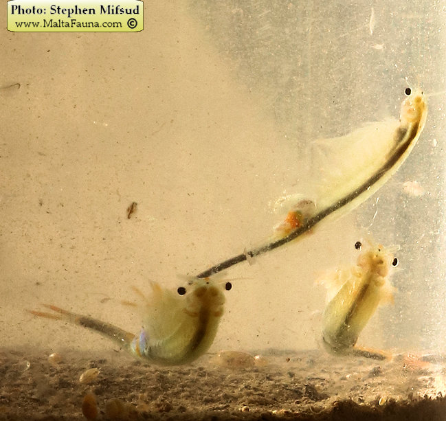 Branchipus schaefferi (Fairy Shrimp). This page is part of www.MaltaWildPlants.com website by Stephen Mifsud, Malta
