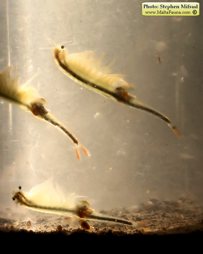 Branchipus schaefferi (Fairy Shrimp). This page is part of www.MaltaWildPlants.com website by Stephen Mifsud, Malta