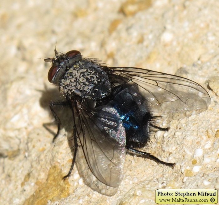 Calliphora vicina (Blue bottle). This page is part of www.MaltaWildPlants.com website by Stephen Mifsud, Malta