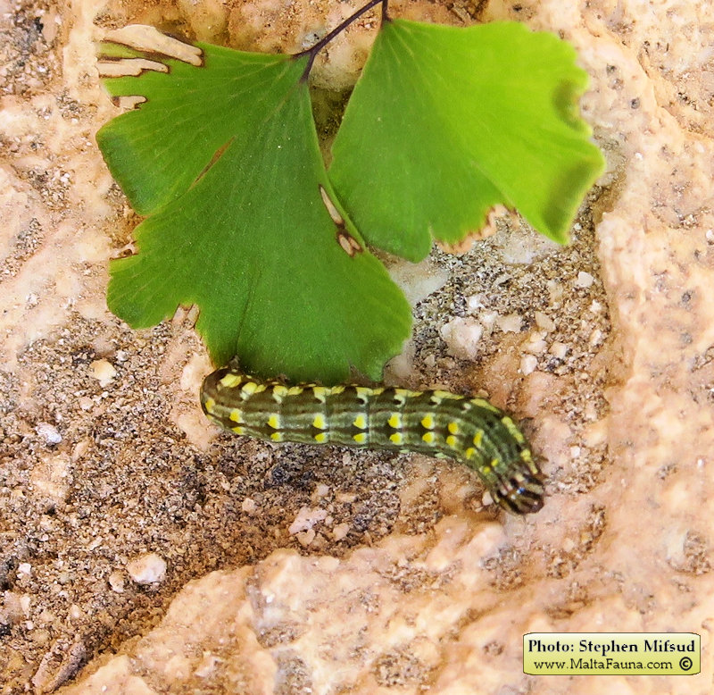 Callopistria latreillei (). This page is part of www.MaltaWildPlants.com website by Stephen Mifsud, Malta