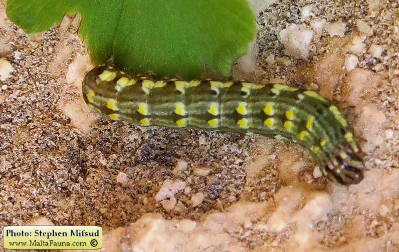 Callopistria latreillei (). This page is part of www.MaltaWildPlants.com website by Stephen Mifsud, Malta