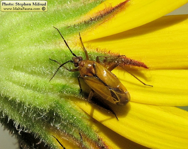 Calocoris nemoralis (). This page is part of www.MaltaWildPlants.com website by Stephen Mifsud, Malta