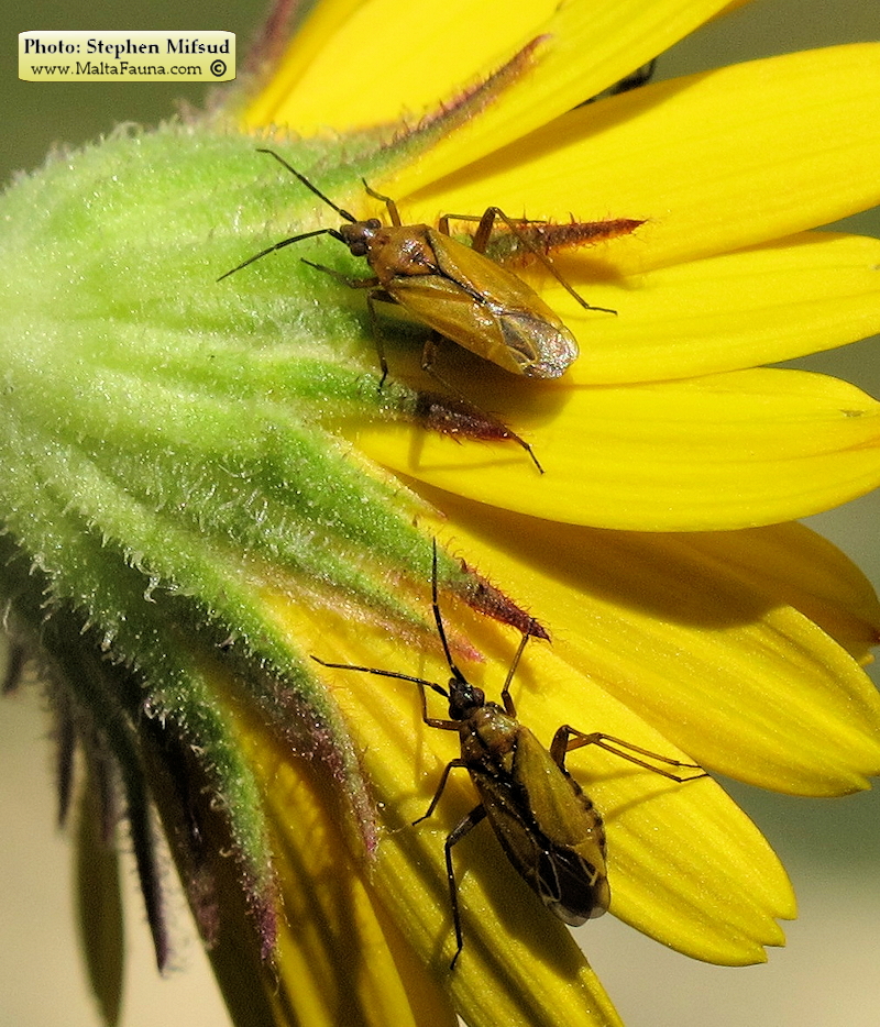 Calocoris nemoralis (). This page is part of www.MaltaWildPlants.com website by Stephen Mifsud, Malta