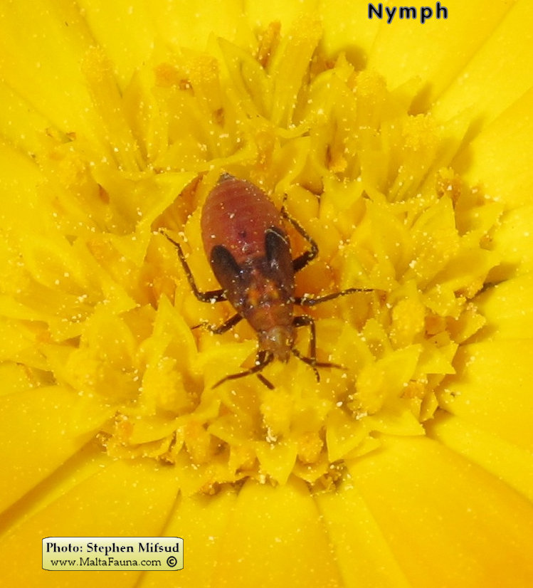 Calocoris nemoralis (). This page is part of www.MaltaWildPlants.com website by Stephen Mifsud, Malta