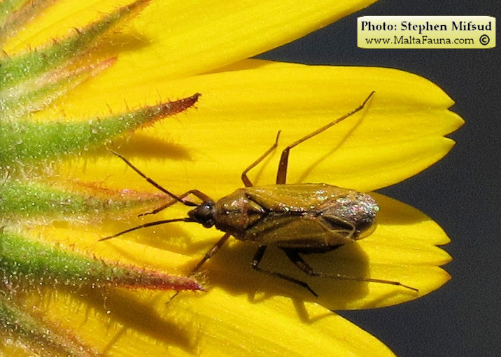Calocoris nemoralis (). This page is part of www.MaltaWildPlants.com website by Stephen Mifsud, Malta