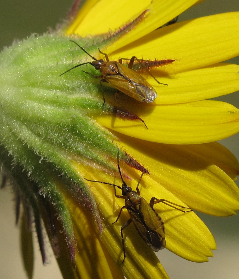 Calocoris nemoralis (). This page is part of www.MaltaWildPlants.com website by Stephen Mifsud, Malta
