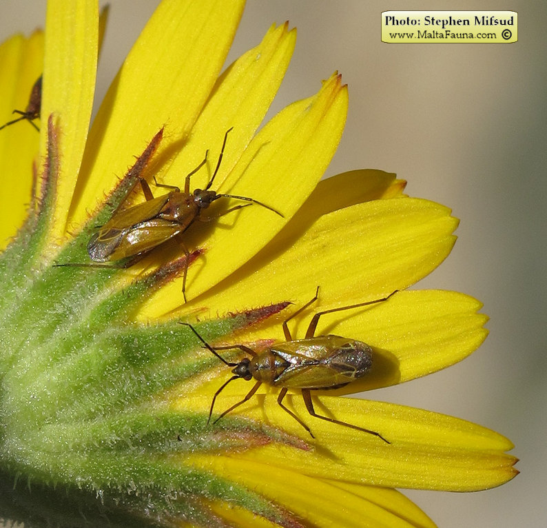 Calocoris nemoralis (). This page is part of www.MaltaWildPlants.com website by Stephen Mifsud, Malta