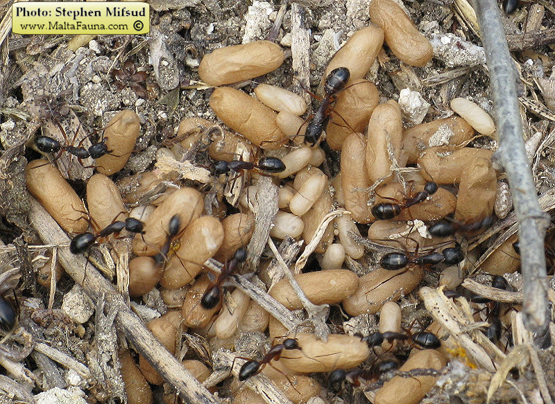 Camponotus sp1 (Carpenter ant). This page is part of www.MaltaWildPlants.com website by Stephen Mifsud, Malta