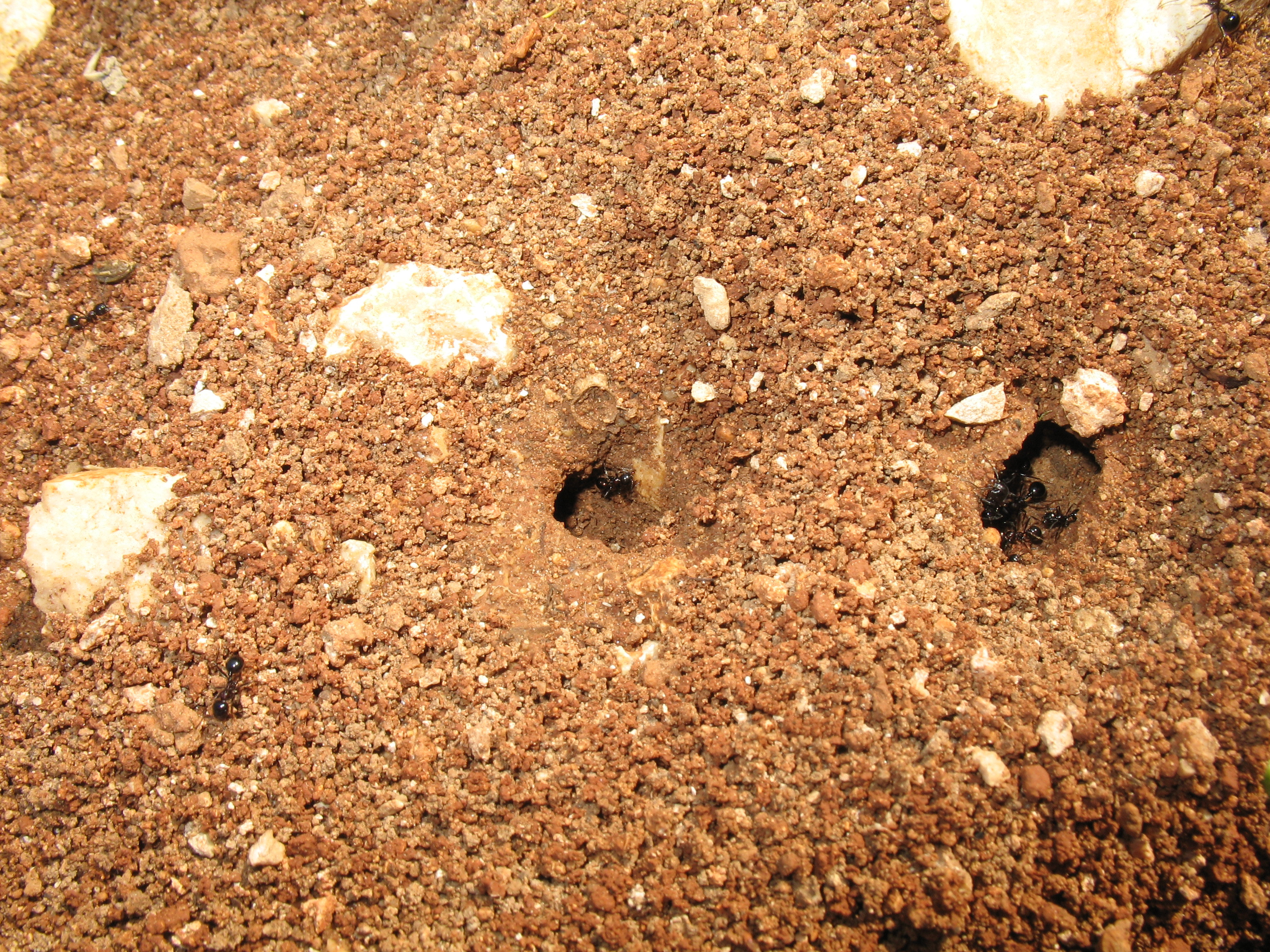 Camponotus sp1 (Carpenter ant). This page is part of www.MaltaWildPlants.com website by Stephen Mifsud, Malta