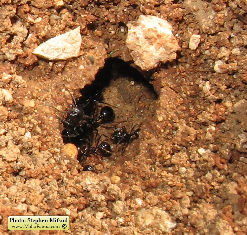 Camponotus sp1 (Carpenter ant). This page is part of www.MaltaWildPlants.com website by Stephen Mifsud, Malta