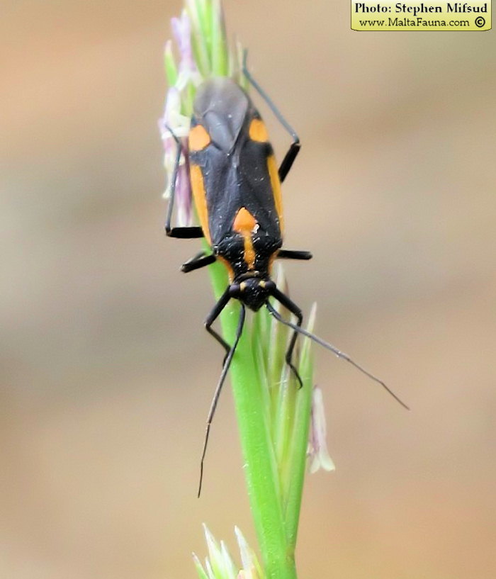 Capsodes vittiventris (Leaf Bug). This page is part of www.MaltaWildPlants.com website by Stephen Mifsud, Malta