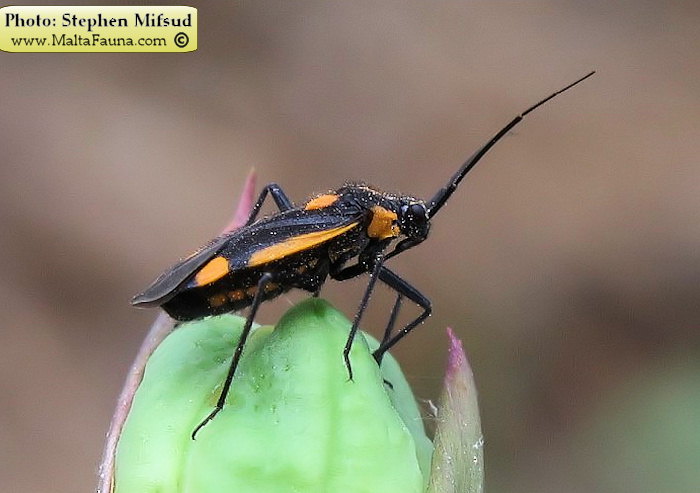 Capsodes vittiventris (Leaf Bug). This page is part of www.MaltaWildPlants.com website by Stephen Mifsud, Malta
