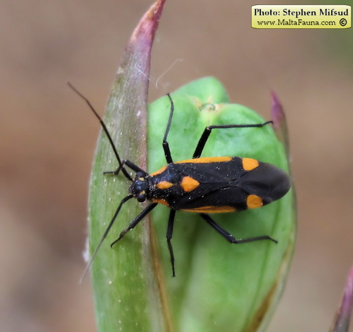 Capsodes vittiventris (Leaf Bug). This page is part of www.MaltaWildPlants.com website by Stephen Mifsud, Malta