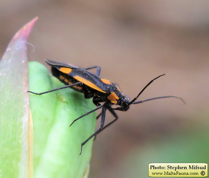 Capsodes vittiventris (Leaf Bug). This page is part of www.MaltaWildPlants.com website by Stephen Mifsud, Malta