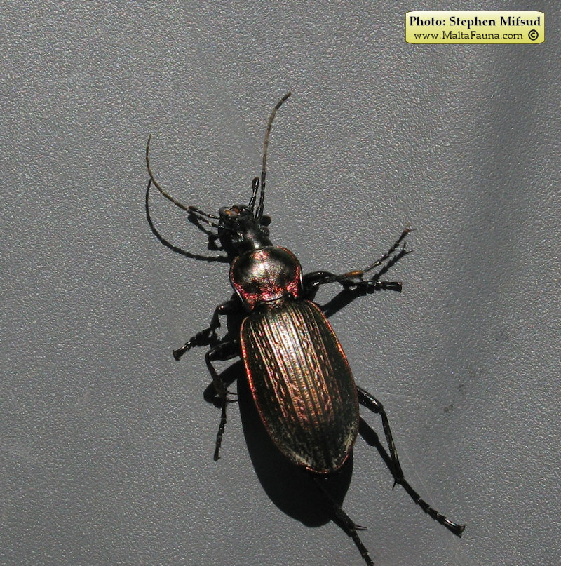 Carabus morbillosus alternans (Great ground beetle). This page is part of www.MaltaWildPlants.com website by Stephen Mifsud, Malta