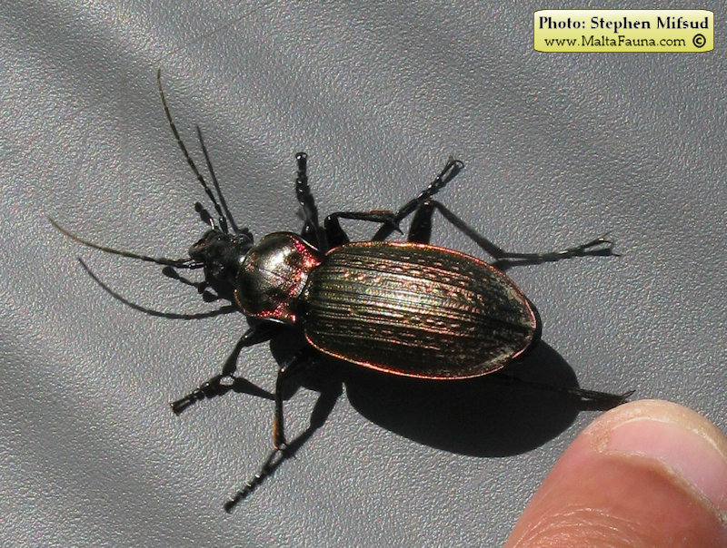 Carabus morbillosus alternans (Great ground beetle). This page is part of www.MaltaWildPlants.com website by Stephen Mifsud, Malta