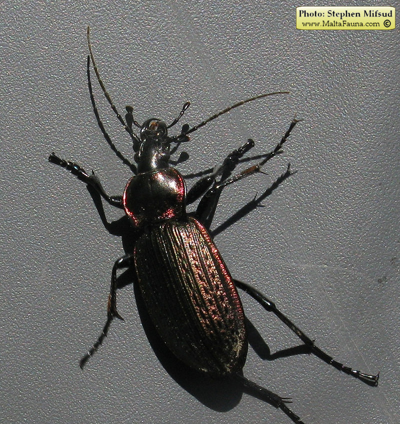 Carabus morbillosus alternans (Great ground beetle). This page is part of www.MaltaWildPlants.com website by Stephen Mifsud, Malta