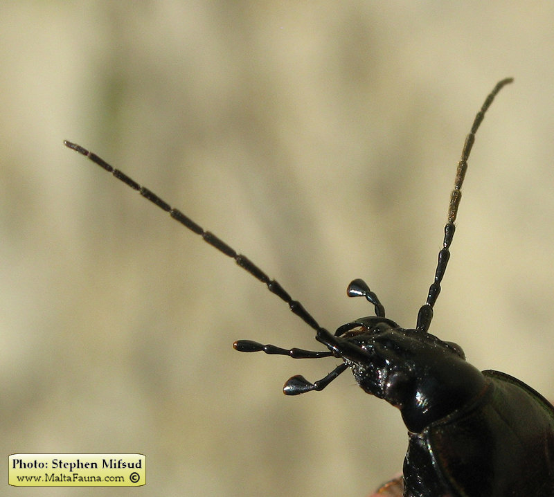 Carabus morbillosus alternans (Great ground beetle). This page is part of www.MaltaWildPlants.com website by Stephen Mifsud, Malta